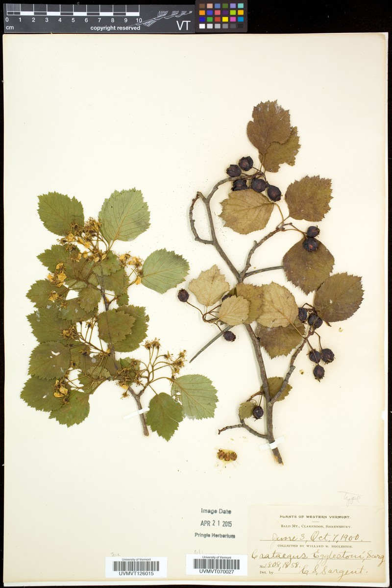 Crataegus egglestonii photo 2