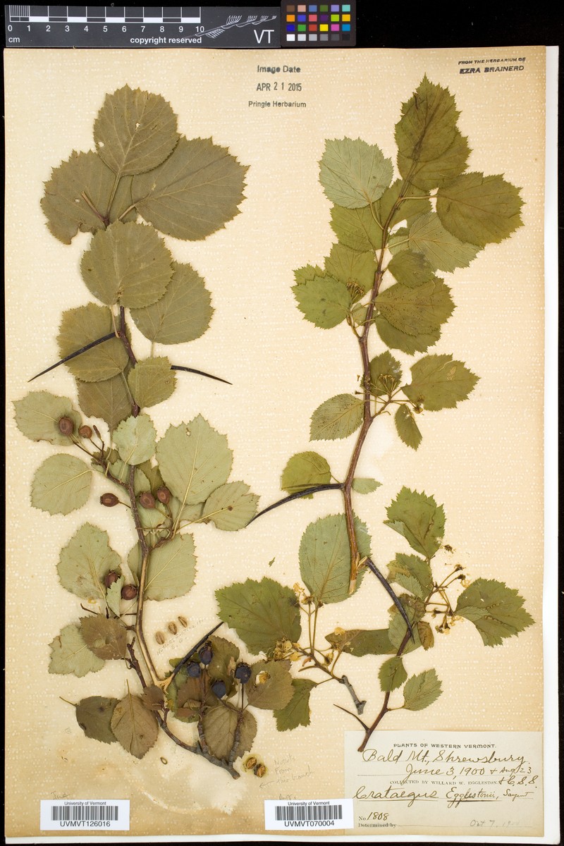 Crataegus egglestonii photo 3