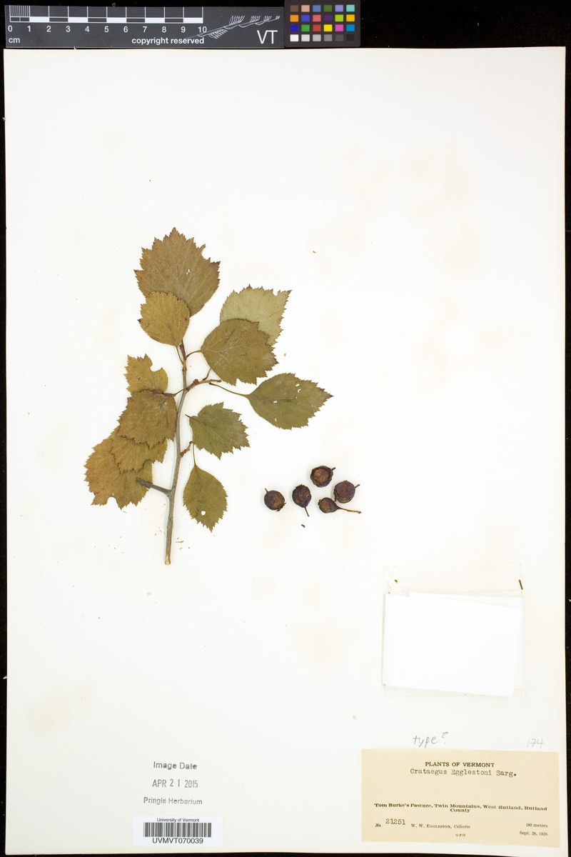 Crataegus egglestonii photo 5