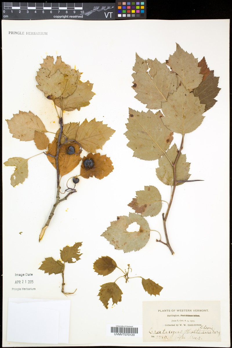 Crataegus egglestonii photo 7