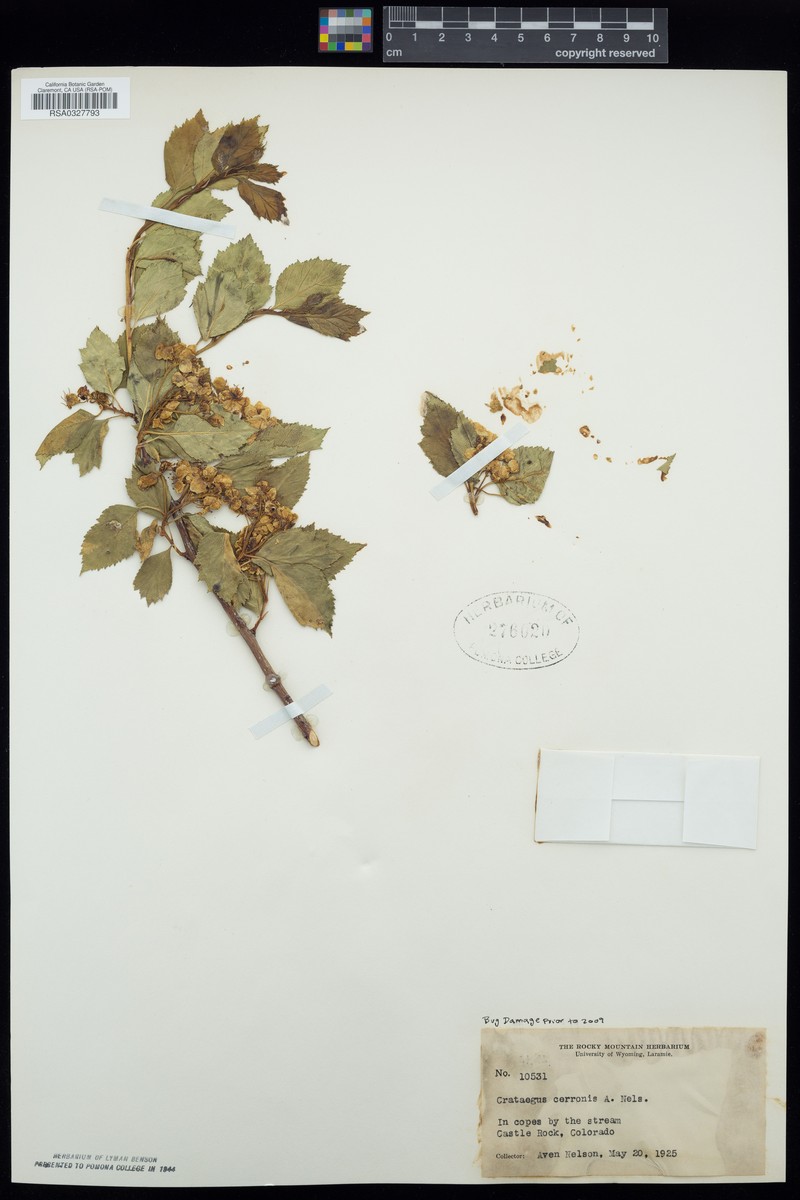 Red Hawthorn