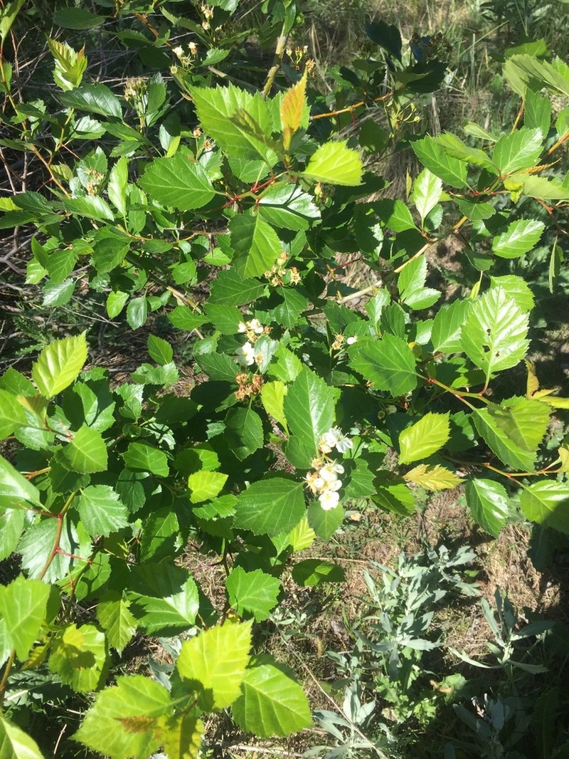 Cerro Hawthorn
