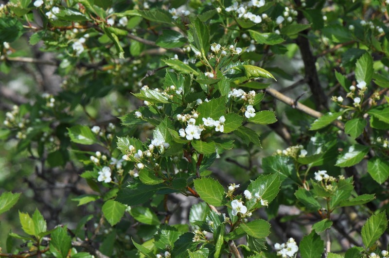 Cerro Hawthorn photo 2