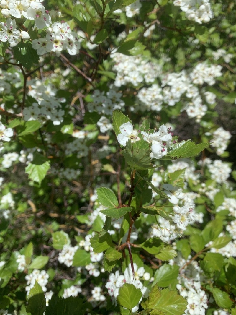 Cerro Hawthorn photo 3
