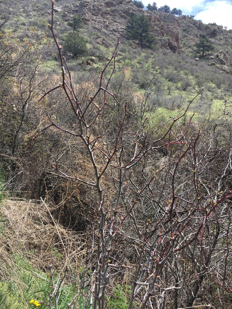 Cerro Hawthorn photo 4