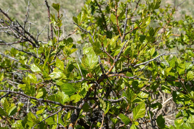 Cerro Hawthorn photo 5