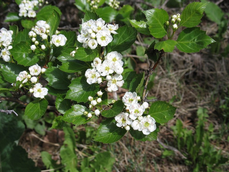 Cerro Hawthorn photo 6