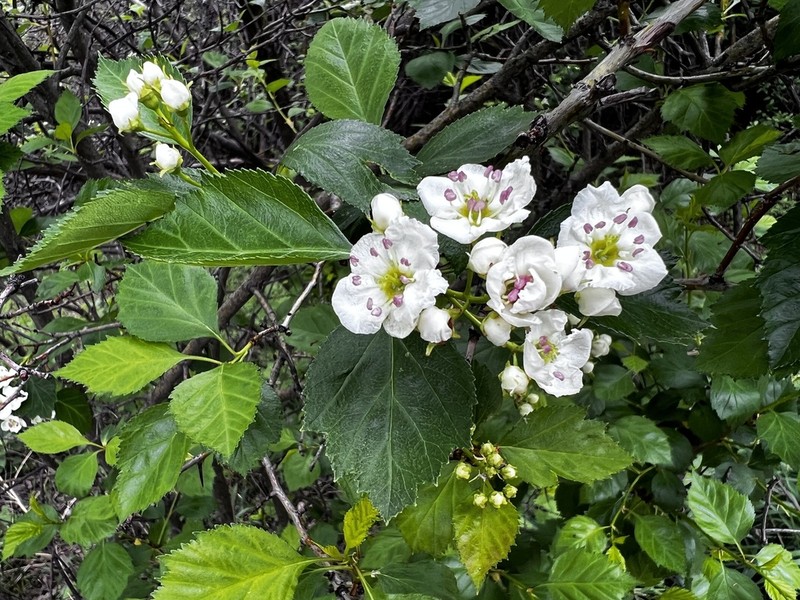 Cerro Hawthorn photo 7