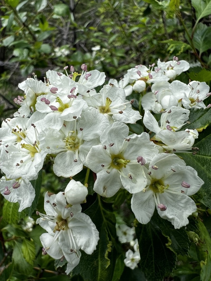 Cerro Hawthorn photo 8