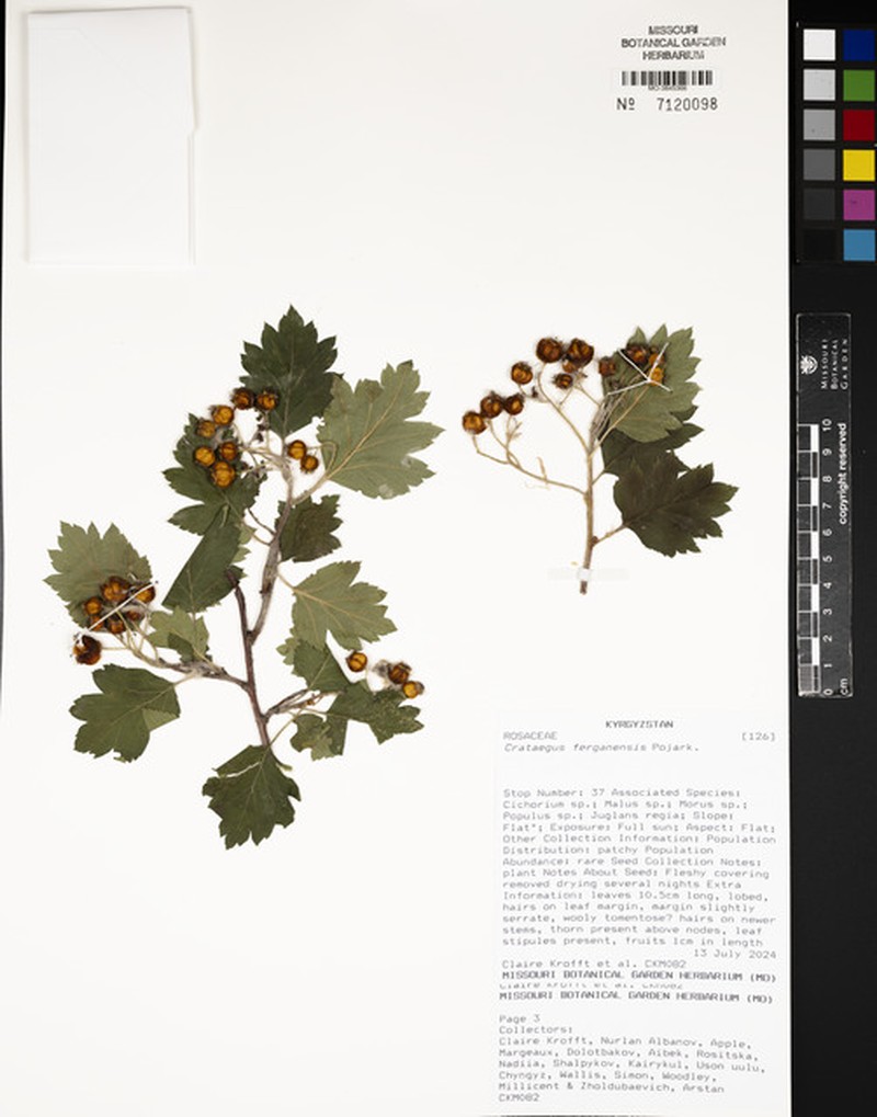 Crataegus ferganensis