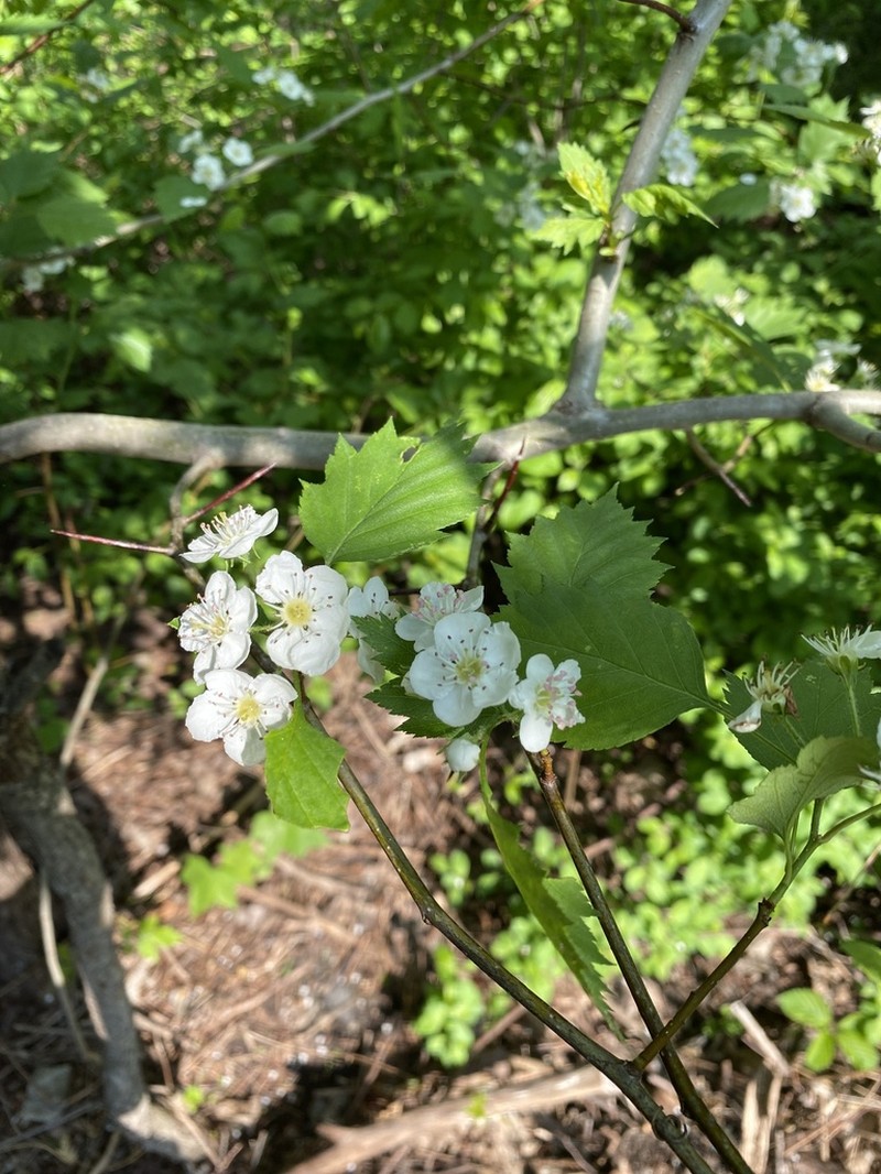 Fanleaf Hawthorn