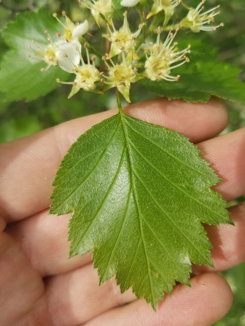 Fanleaf Hawthorn photo 2