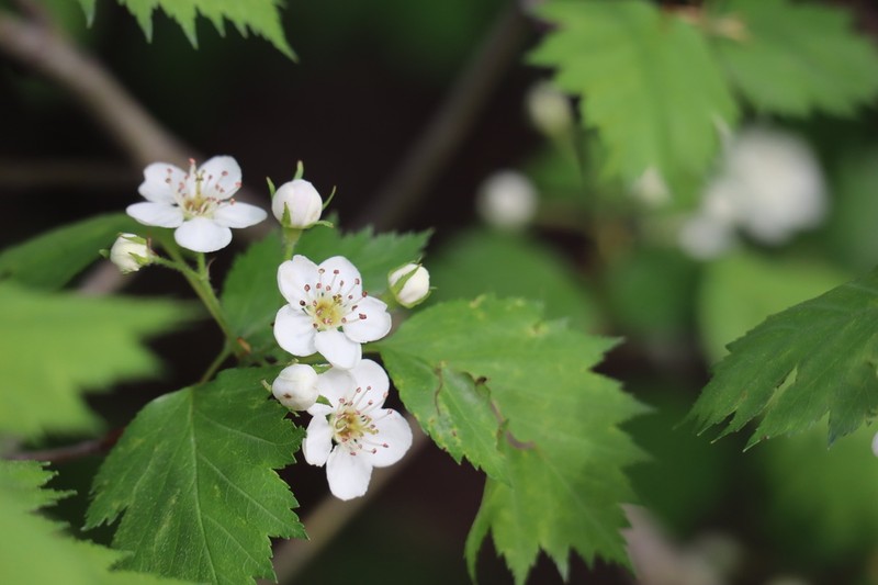 Fanleaf Hawthorn photo 3
