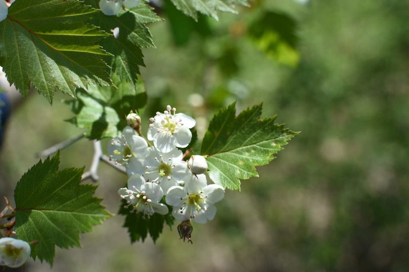 Fanleaf Hawthorn photo 4