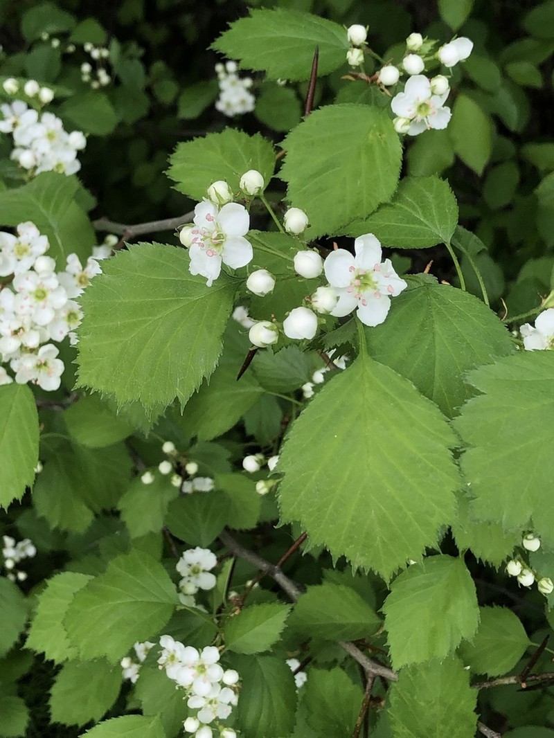 Fanleaf Hawthorn photo 5