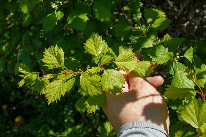 Fanleaf Hawthorn photo 6