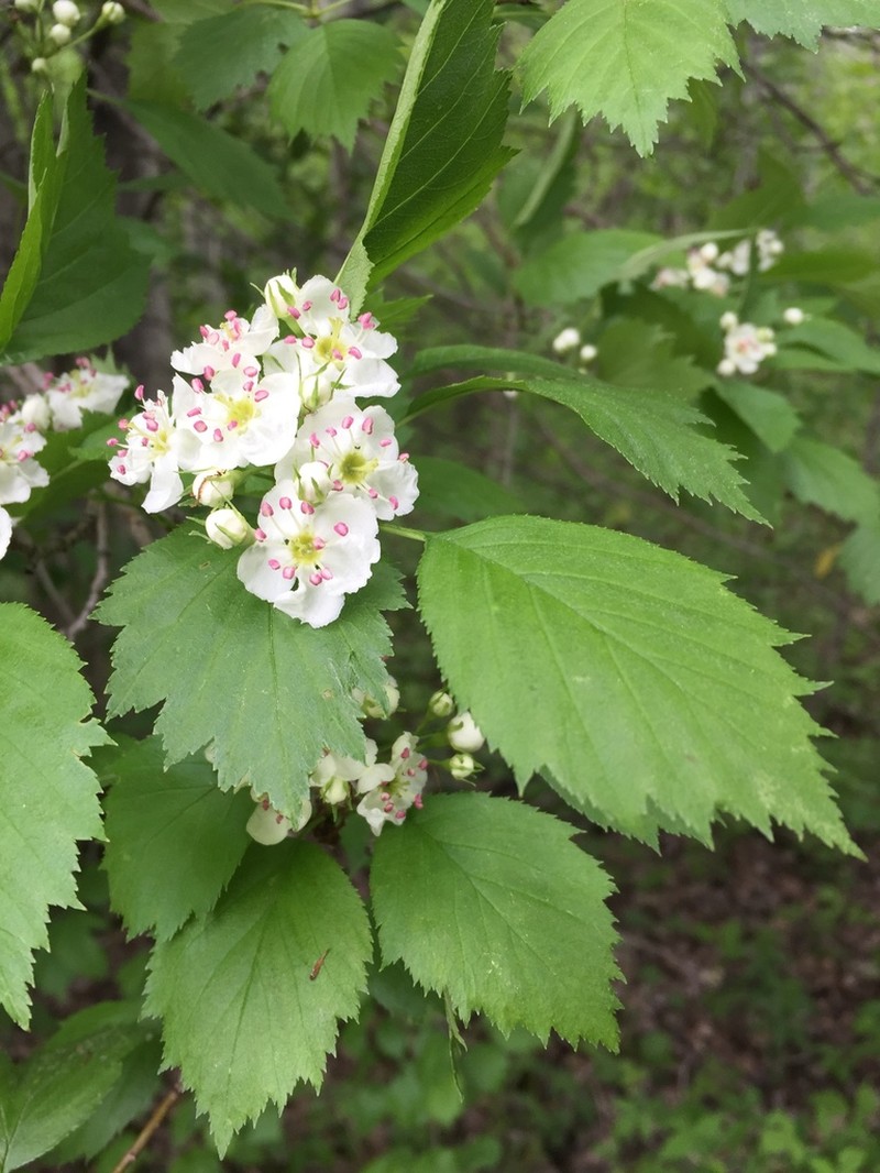 Fanleaf Hawthorn photo 7