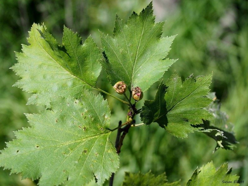 Fanleaf Hawthorn photo 8