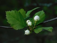 Yellowleaf Hawthorn