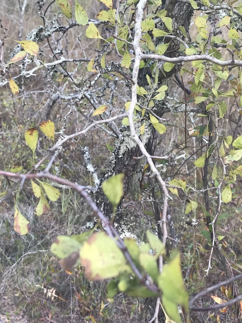 Yellowleaf Hawthorn photo 4