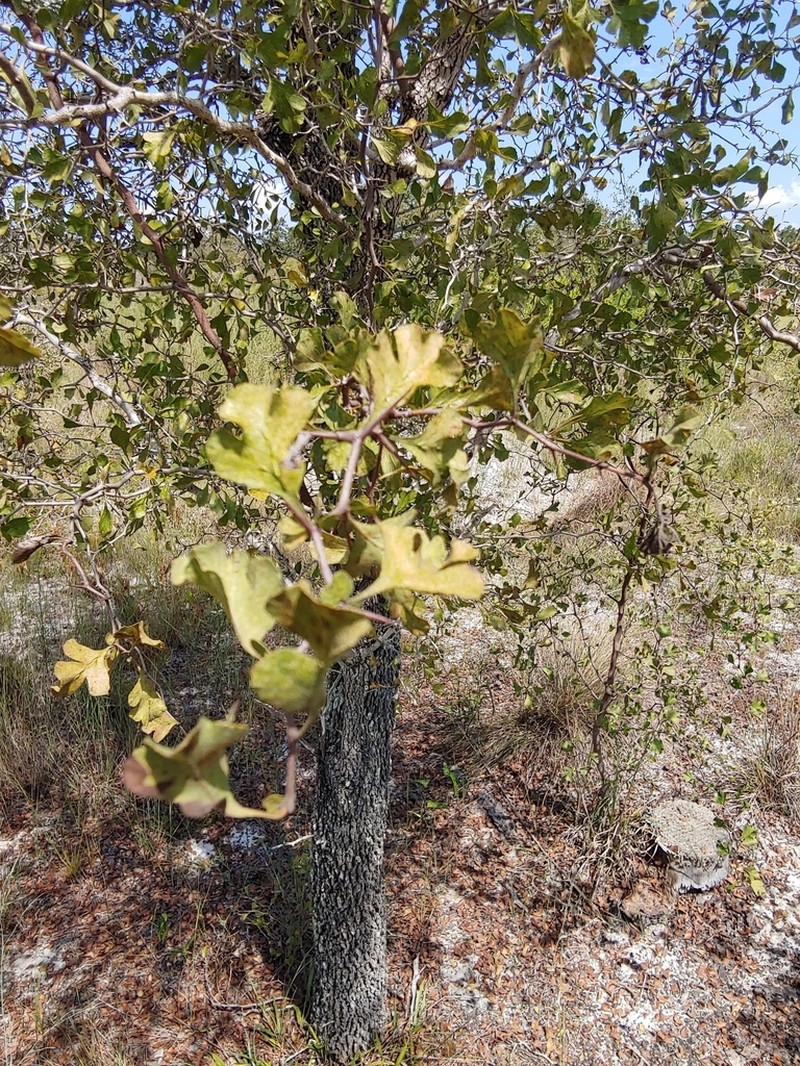 Yellowleaf Hawthorn photo 5
