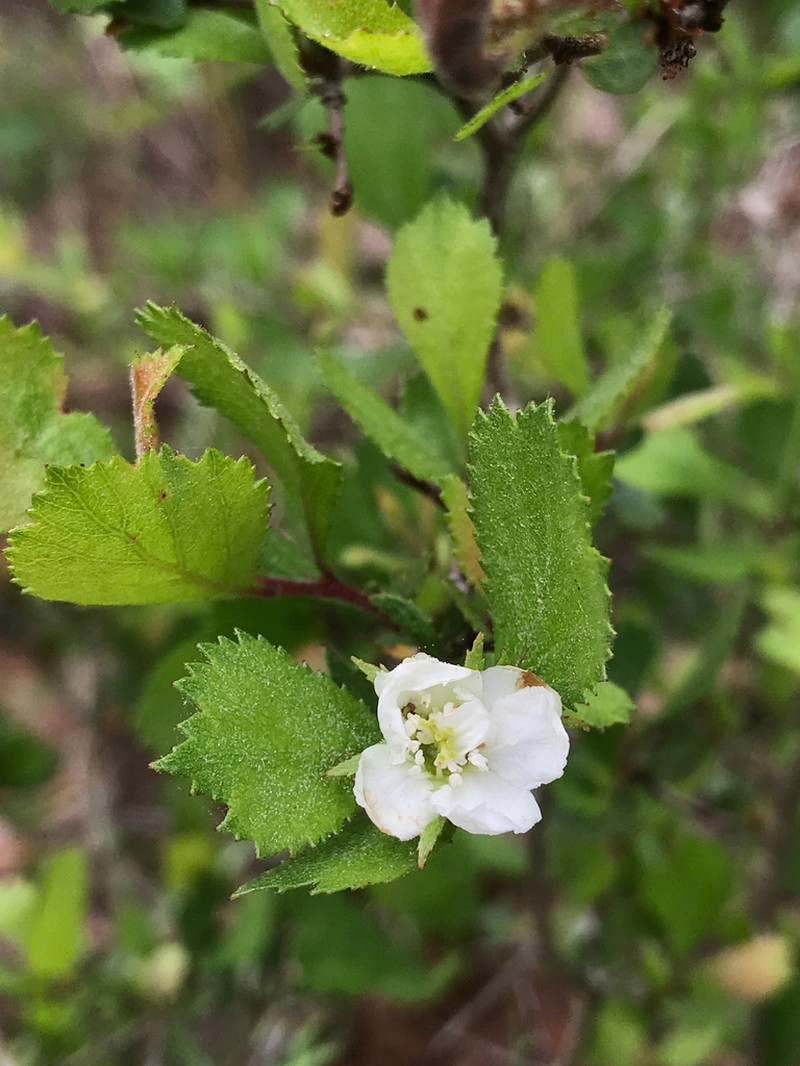 Yellowleaf Hawthorn photo 6
