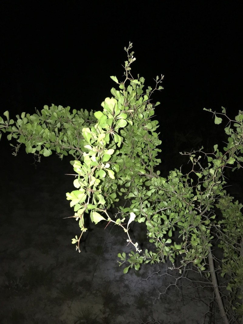 Yellowleaf Hawthorn photo 7