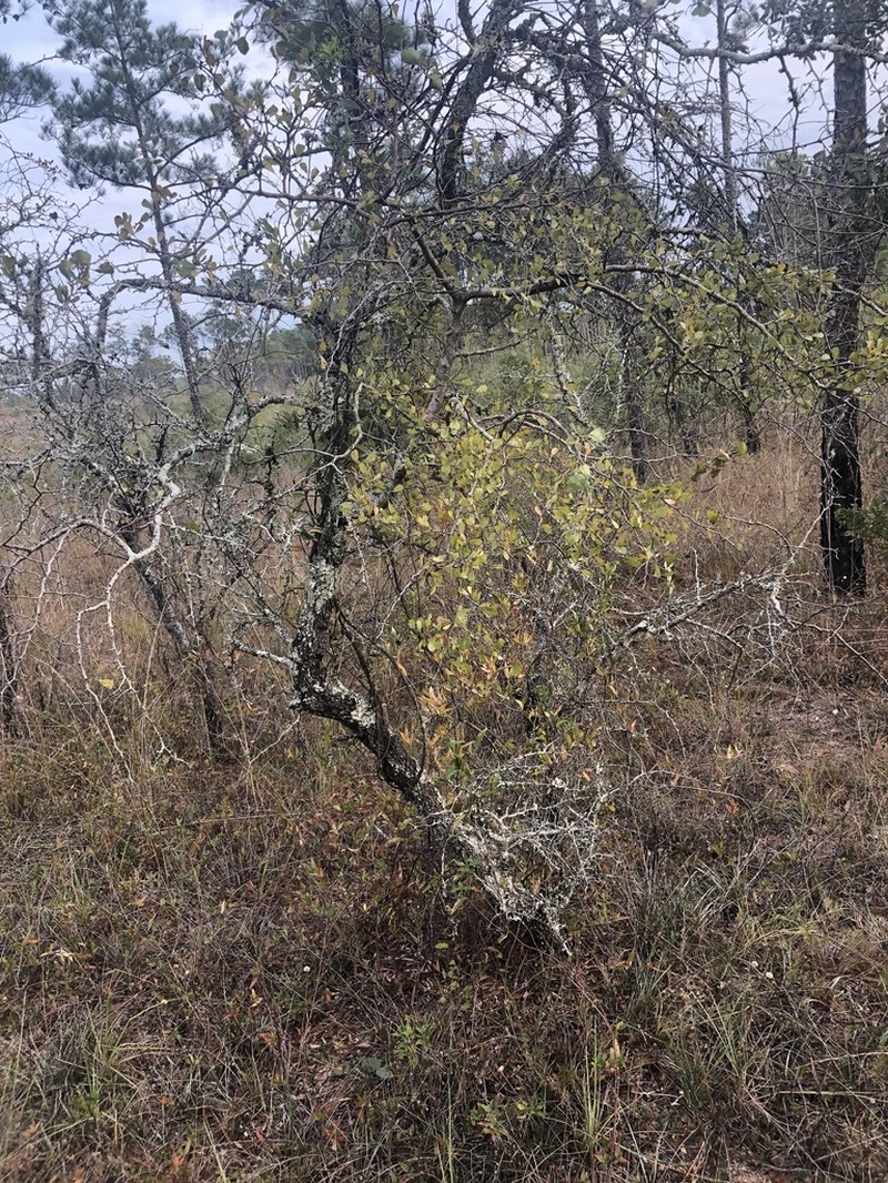 Yellowleaf Hawthorn