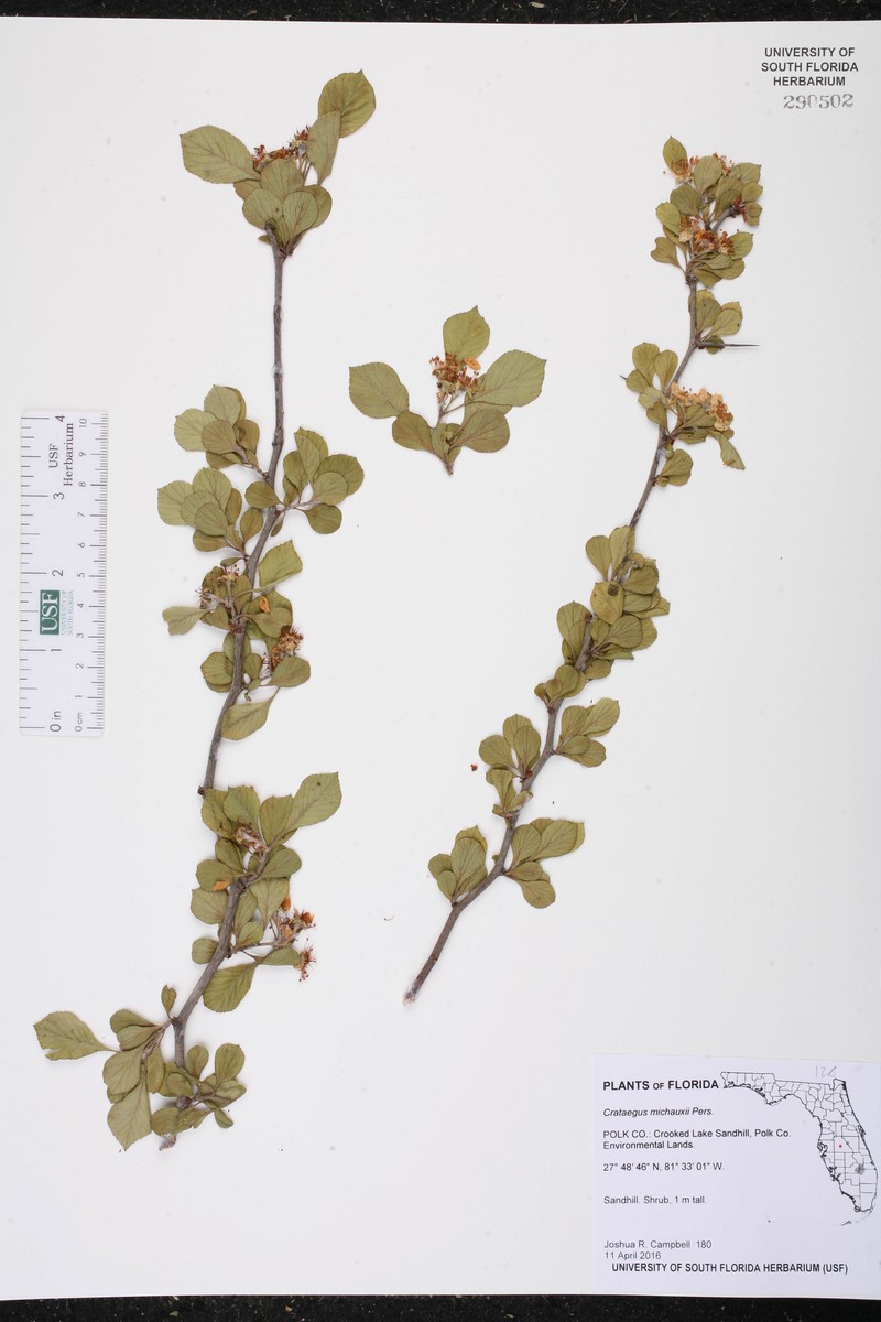 Yellowleaf Hawthorn photo 3