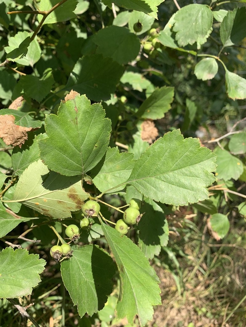 Crataegus flavida