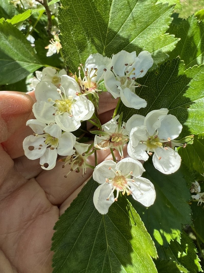 Crataegus flavida photo 3