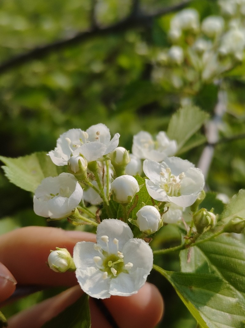 Crataegus flavida photo 4