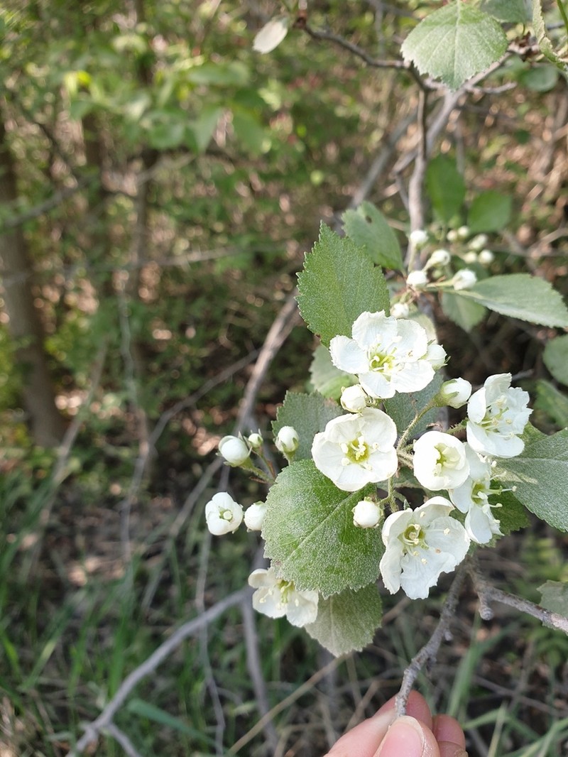 Crataegus flavida photo 5
