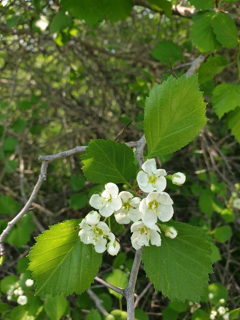 Crataegus flavida photo 6