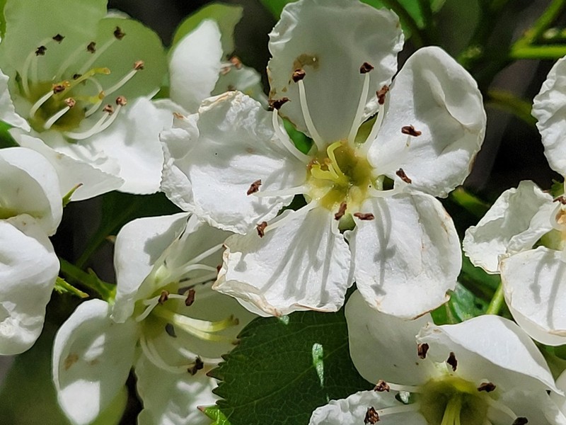 Crataegus flavida photo 7
