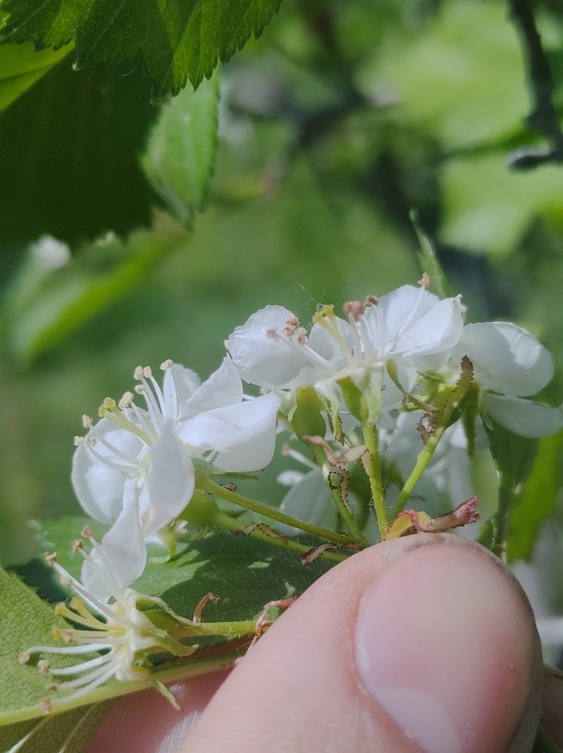 Crataegus flavida photo 8