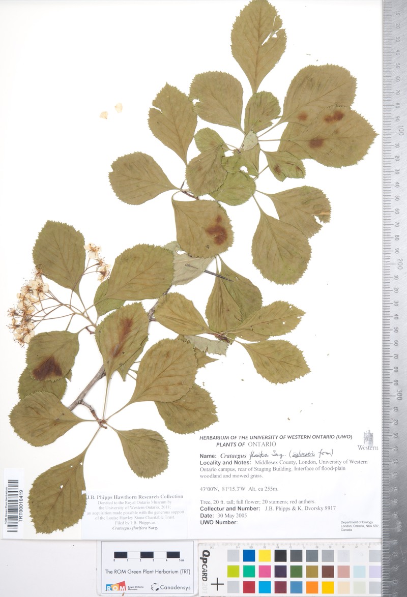 Crataegus florifera