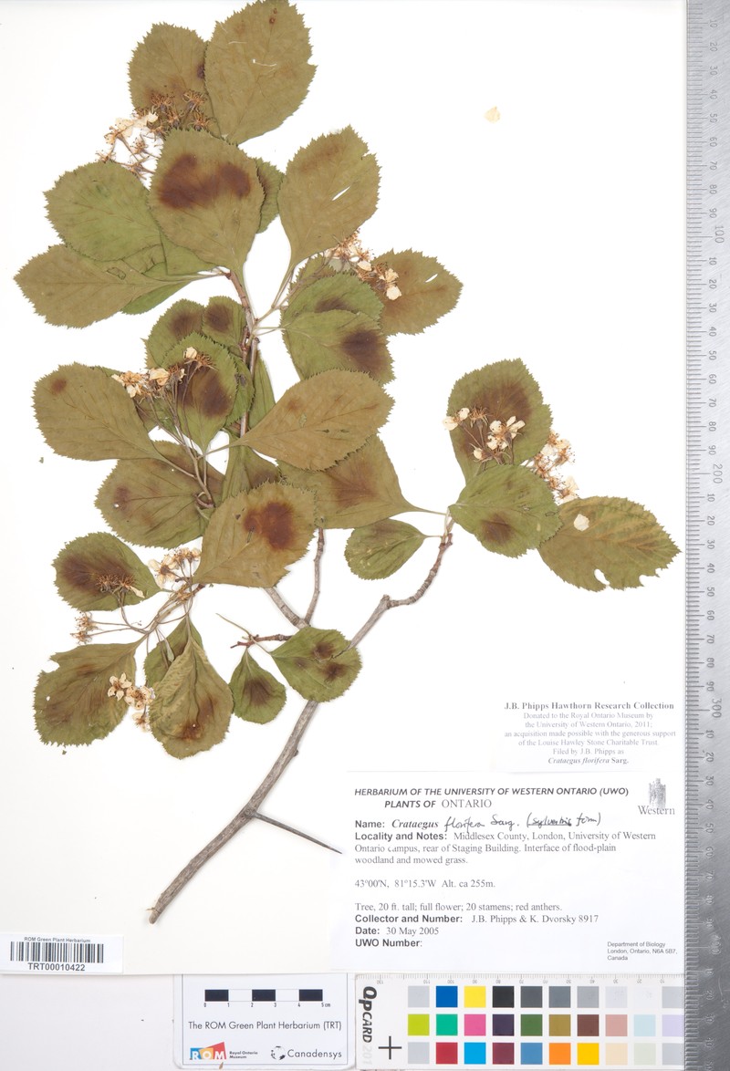 Crataegus florifera photo 2