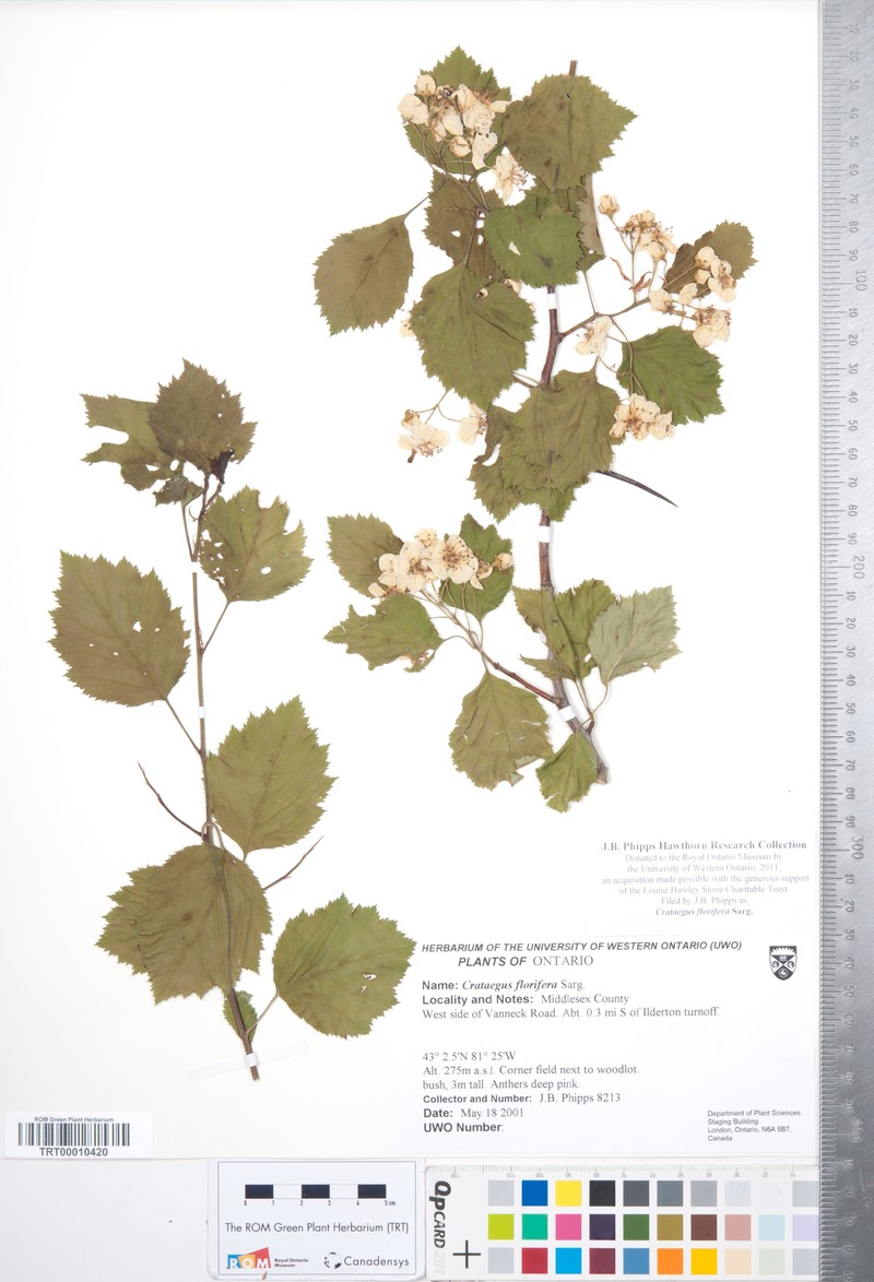 Crataegus florifera photo 4