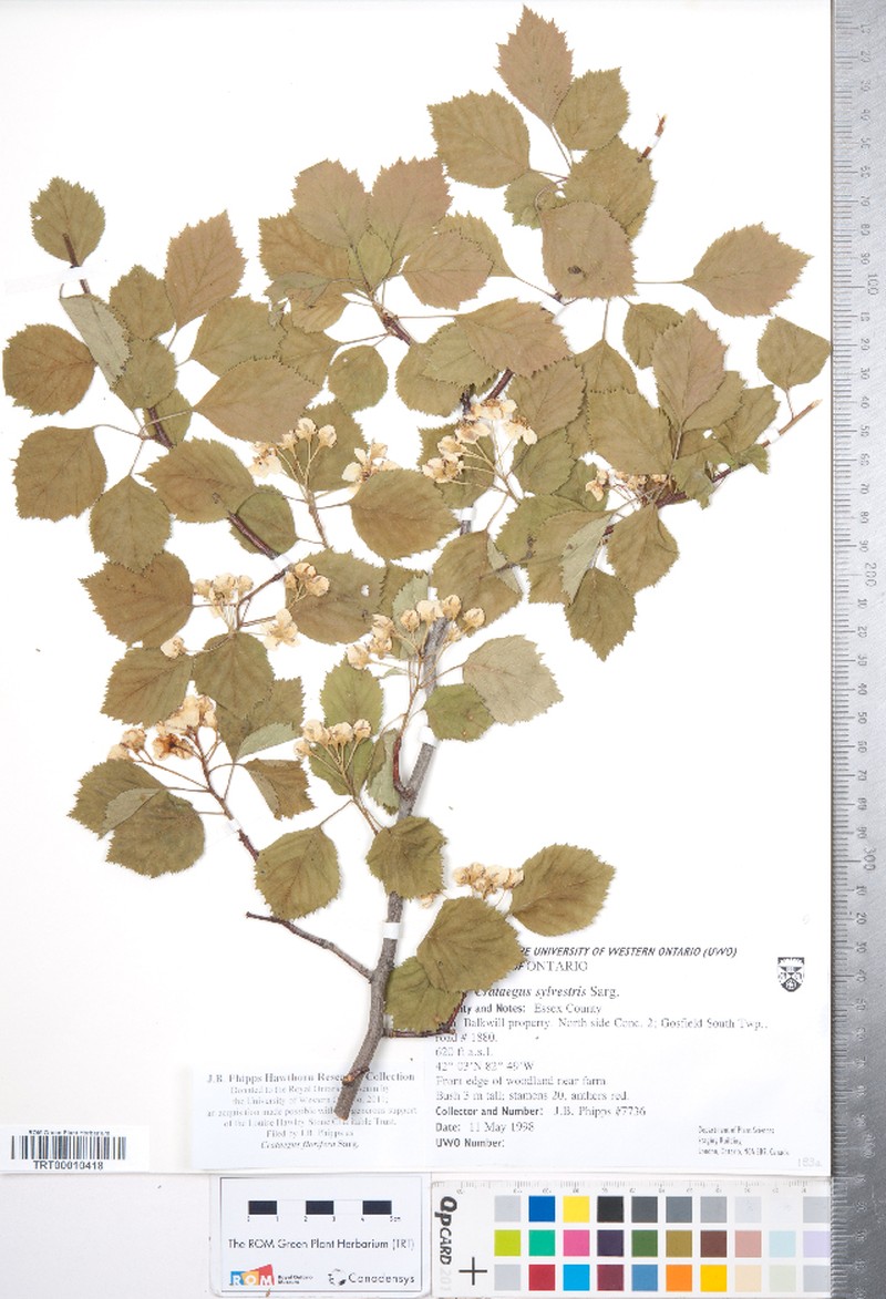 Crataegus florifera photo 6