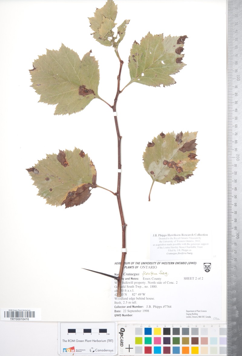 Crataegus florifera photo 7
