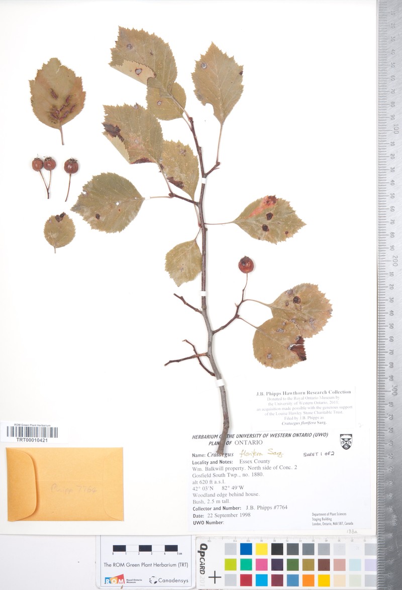 Crataegus florifera photo 8