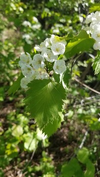 Fort Sheridan Hawthorn