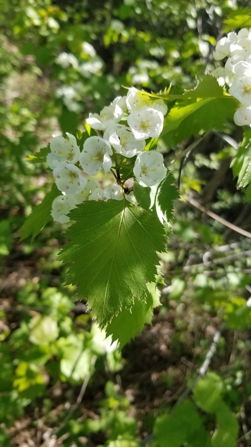 Fort Sheridan Hawthorn