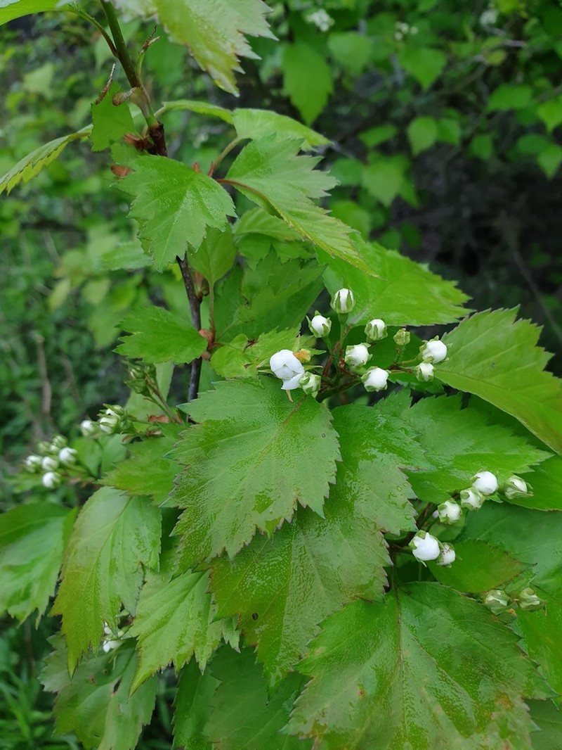 Fort Sheridan Hawthorn photo 2