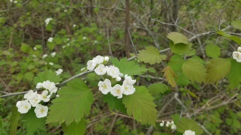 Fort Sheridan Hawthorn photo 4