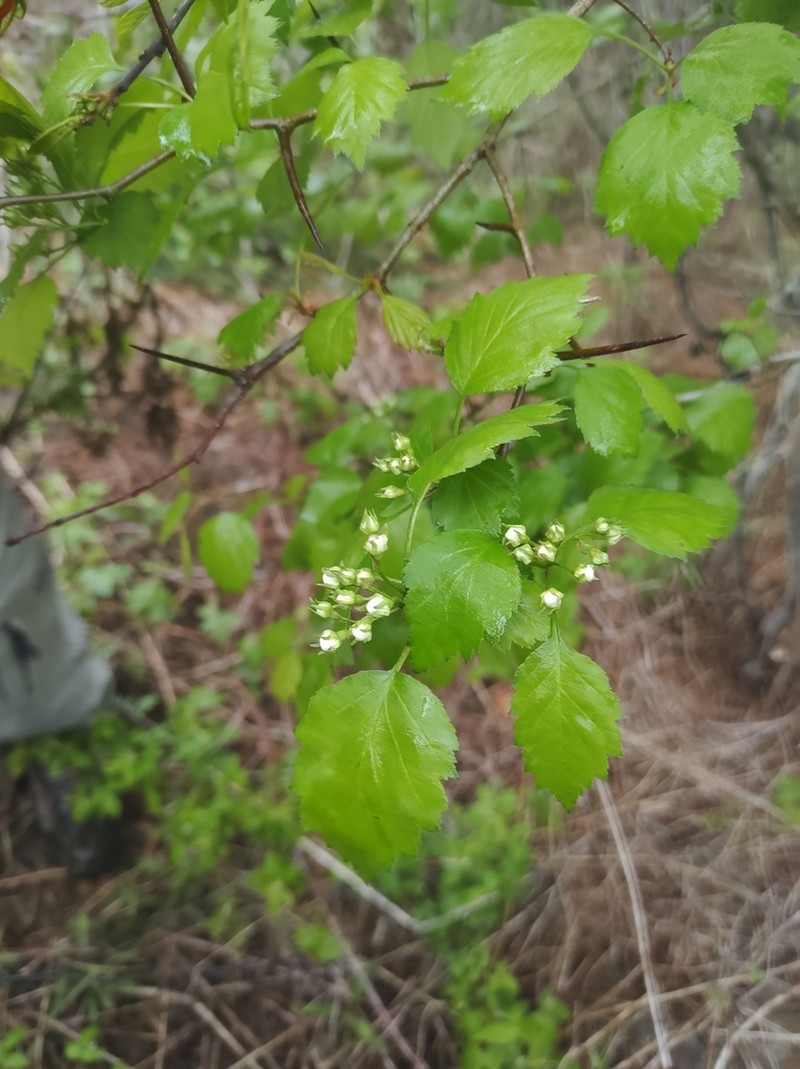 Fort Sheridan Hawthorn photo 6