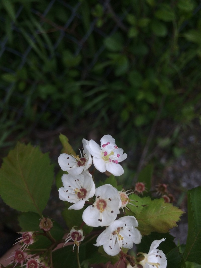 Fort Sheridan Hawthorn photo 7