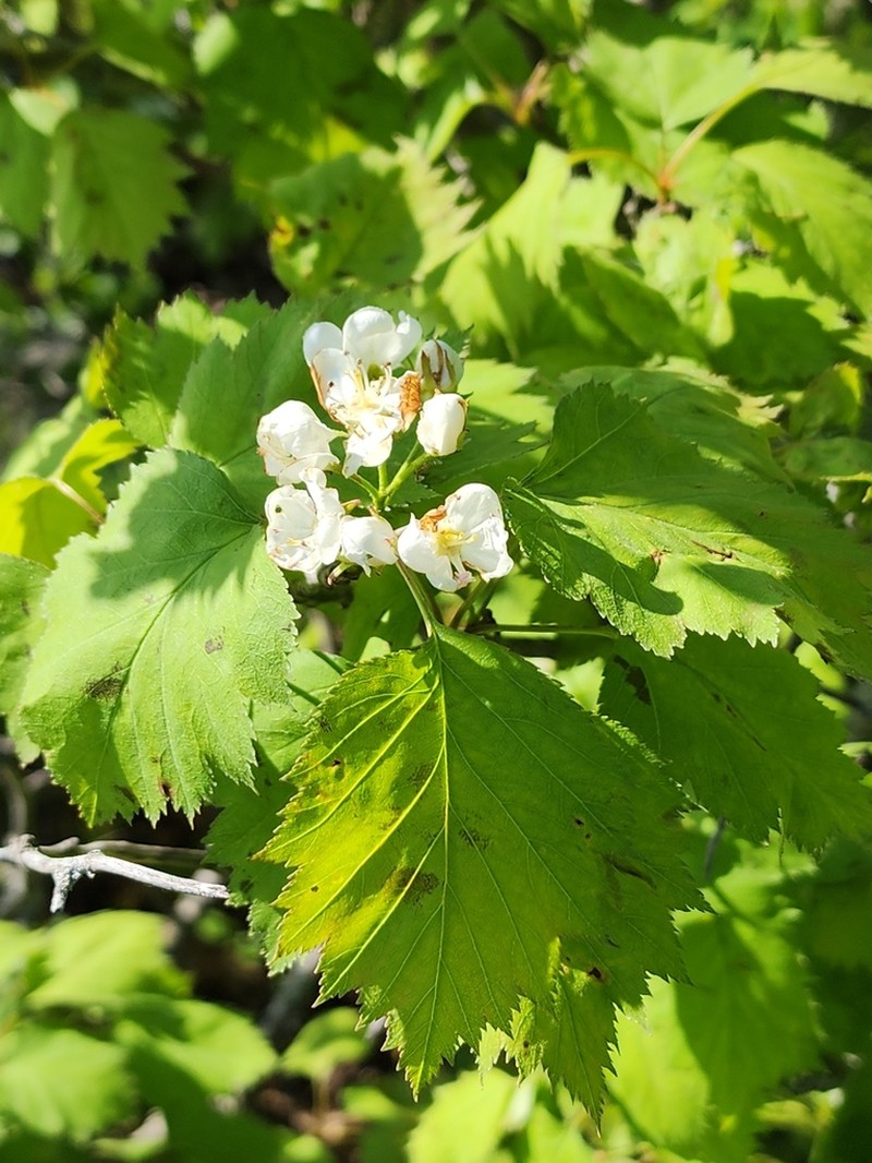 Fort Sheridan Hawthorn photo 8