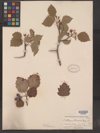 Forbes's Hawthorn